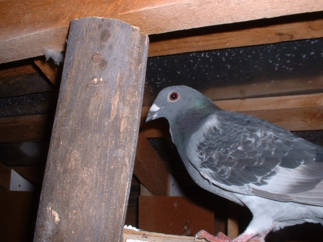 mascul 4 luni  30 ron - voiajori pui si meulemans pui