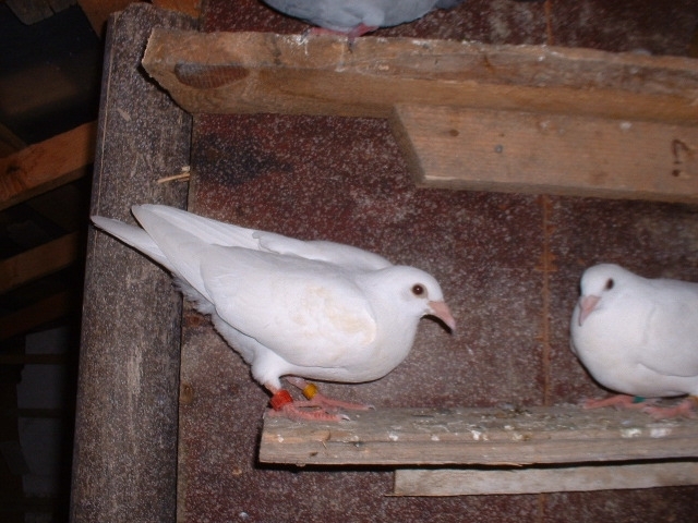 pui zutter  100 ron perechea - voiajori pui si meulemans pui