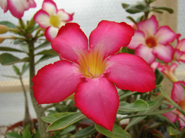 DSC09664 - Adenium