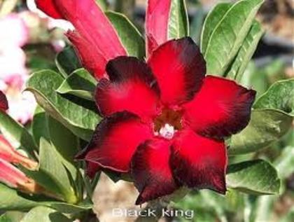 adenium  Black King-asa va arata - Adenium-deocamdata evolutia lor