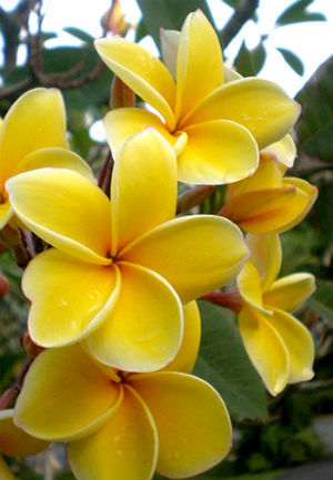 Plumeria Aztec Gold- asa va arata