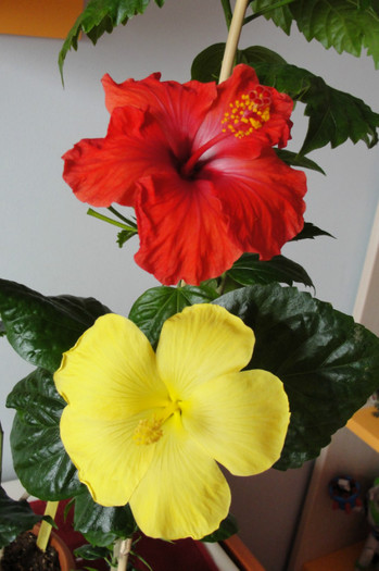  - B-hibiscus-2012 2