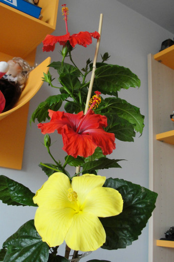  - B-hibiscus-2012 2