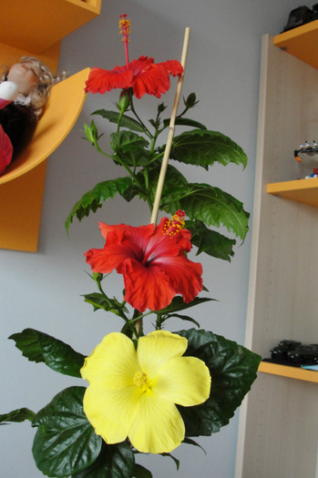 22.05.12 - B-hibiscus-2012 2