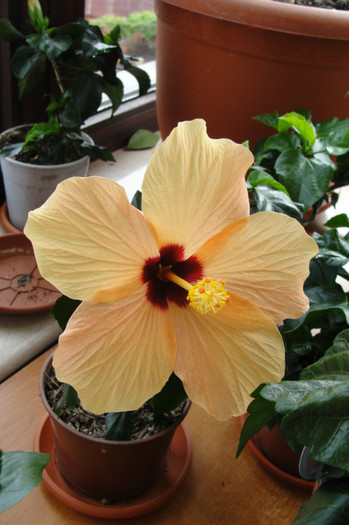  - B-hibiscus-Sunny Cities