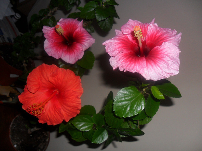 Hibiscus Yoder Camelia + Suni Cities Bordeaux