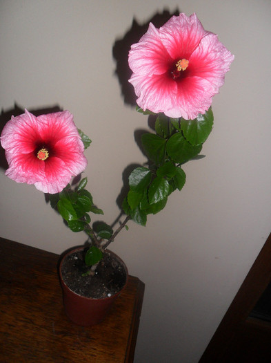 Hibiscus Yoder Camelia