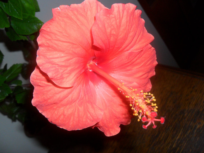 Hibiscus Sunni Cities Bordeaux