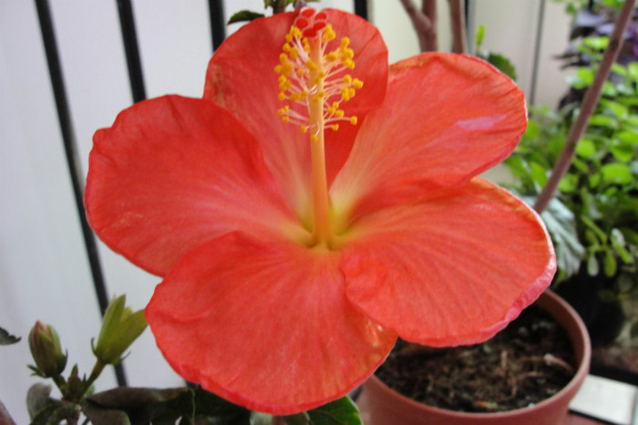 no name - B-hibiscus-2012 2