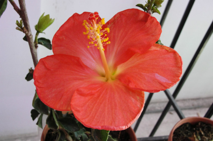 22.05.12 - B-hibiscus-2012 2