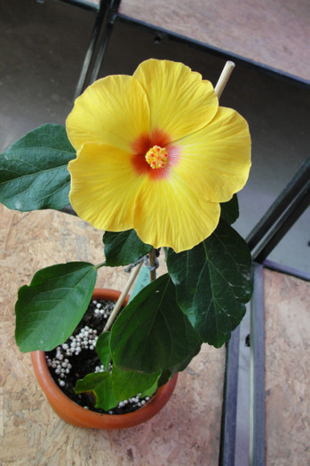 hibi Kim - B-hibiscus-2012 2