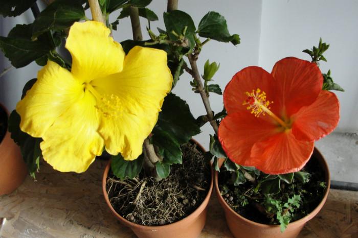 no name - B-hibiscus-2012 2