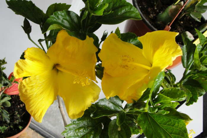  - B-hibiscus-2012 2
