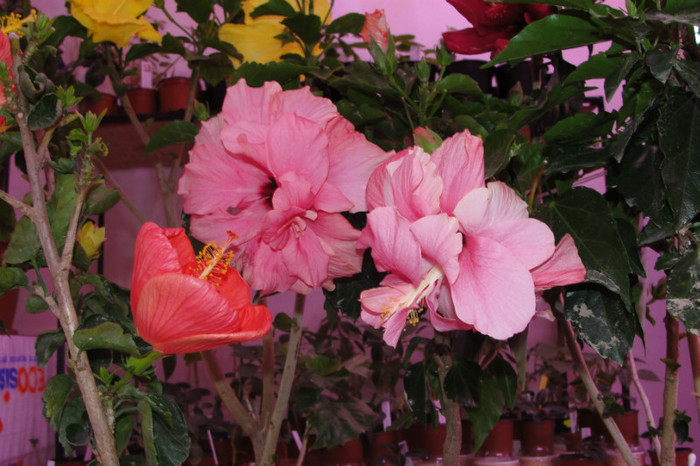 23.05.12 - B-hibiscus-2012 2