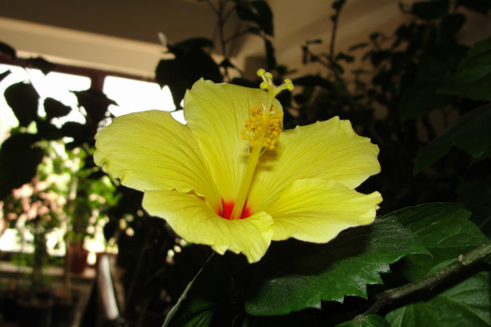  - B-hibiscus-2012 2