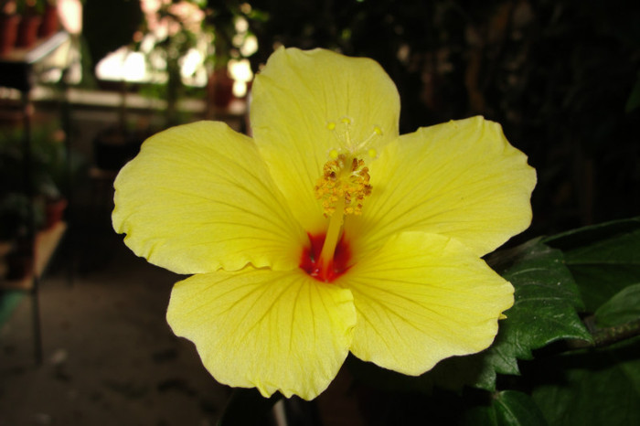 23.05.12 - B-hibiscus-2012 2
