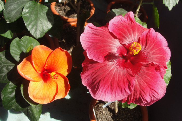 hibi heartbeat si hibi fire engine