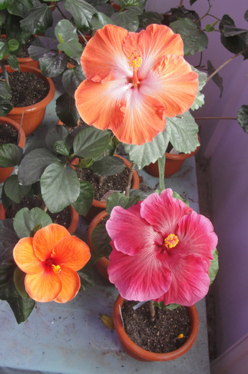 23.05.12 - B-hibiscus-2012 2