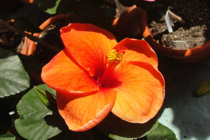 hibi fire engine - B-hibiscus-2012 2