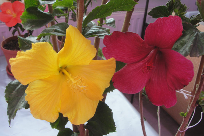 no name - B-hibiscus-2012 2
