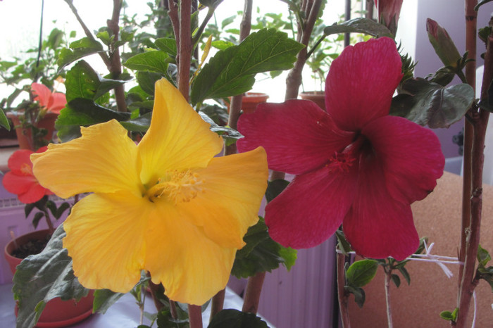  - B-hibiscus-2012 2