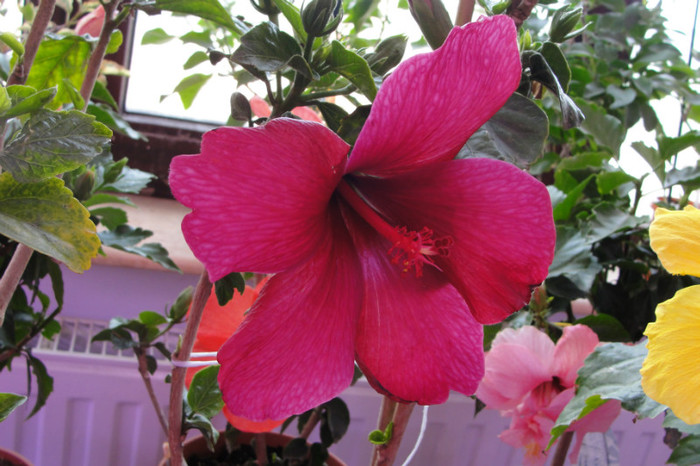  - B-hibiscus-2012 2