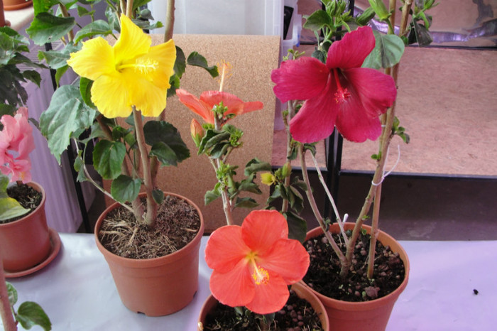  - B-hibiscus-2012 2