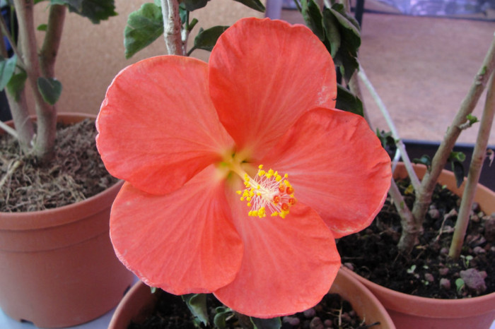  - B-hibiscus-2012 2