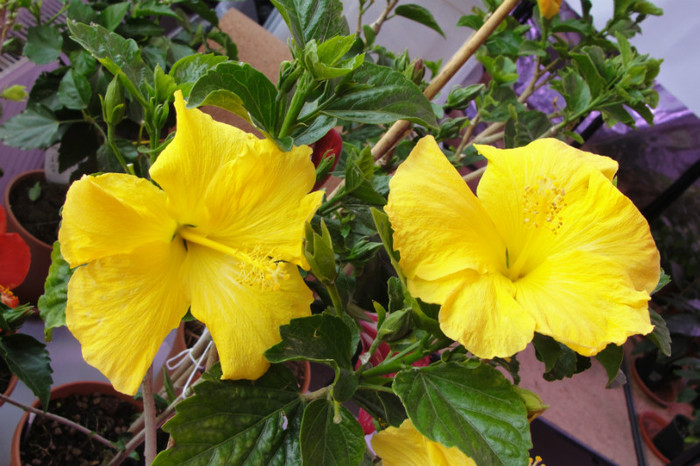  - B-hibiscus-2012 2