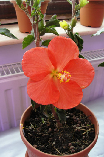  - B-hibiscus-2012 2