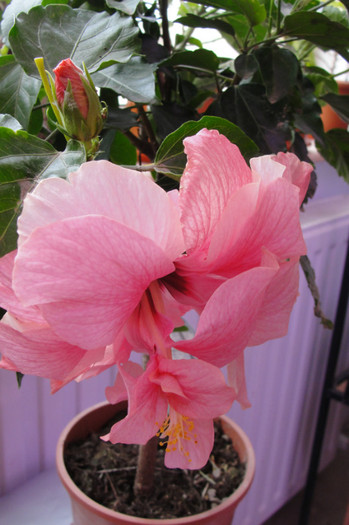  - B-hibiscus-2012 2