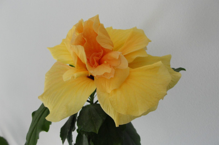 hibi galben dublu clasic - B-hibiscus-2012 2