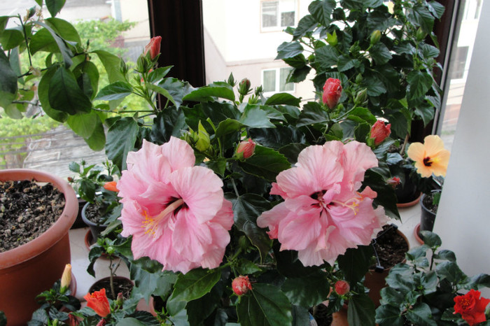 hibi roz batut - B-hibiscus-2012 2