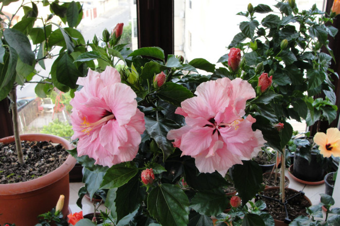  - B-hibiscus-2012 2