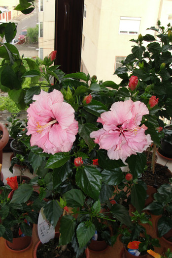 24.05.12 - B-hibiscus-2012 2