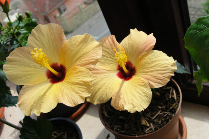 no name - B-hibiscus-2012 2