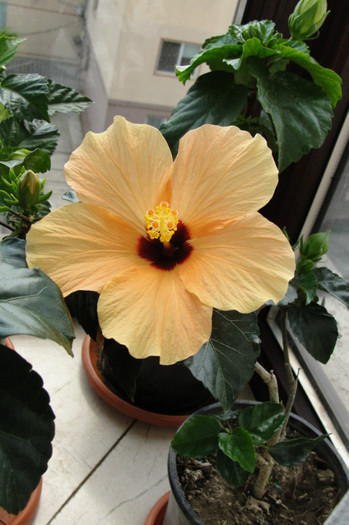 24.05.12 - B-hibiscus-2012 2