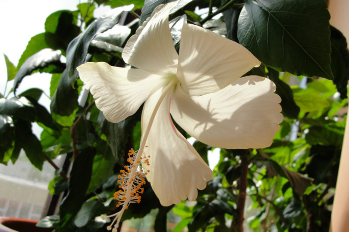 hibi dainty white - B-hibiscus-2012 2