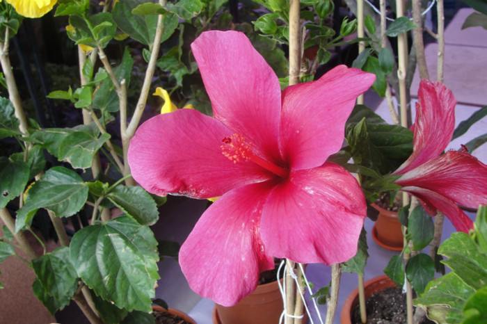 no name - B-hibiscus-2012 2