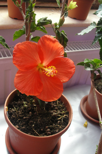  - B-hibiscus-2012 2