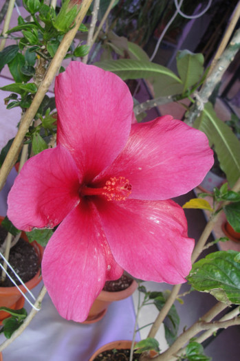  - B-hibiscus-2012 2