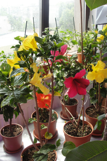  - B-hibiscus-2012 2