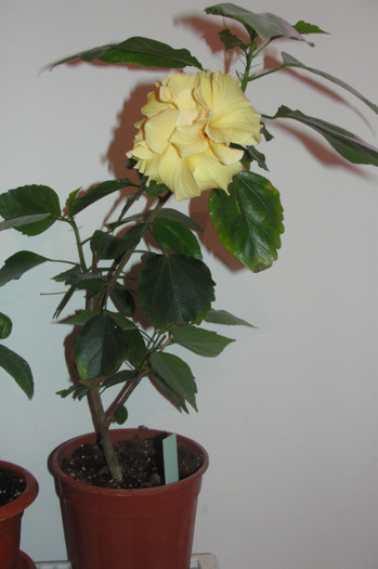 ar fi trebuit sa fie roz pal batut - B-hibiscus-2012 2