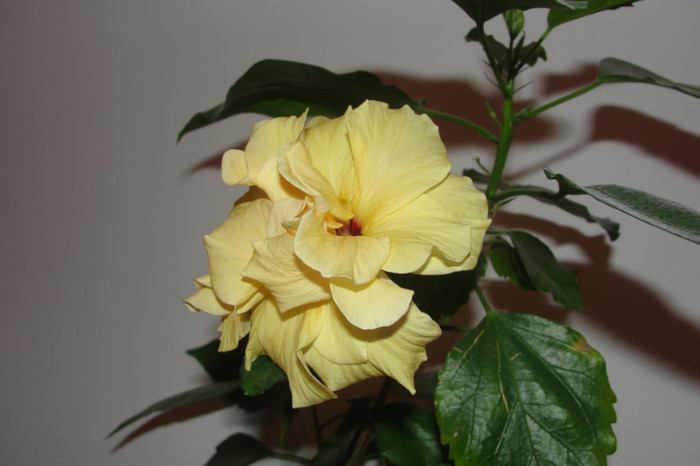 e roz batut culoare schimbatoare - B-hibiscus-2012 2
