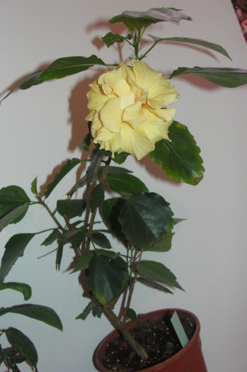 25.05.12 - B-hibiscus-2012 2