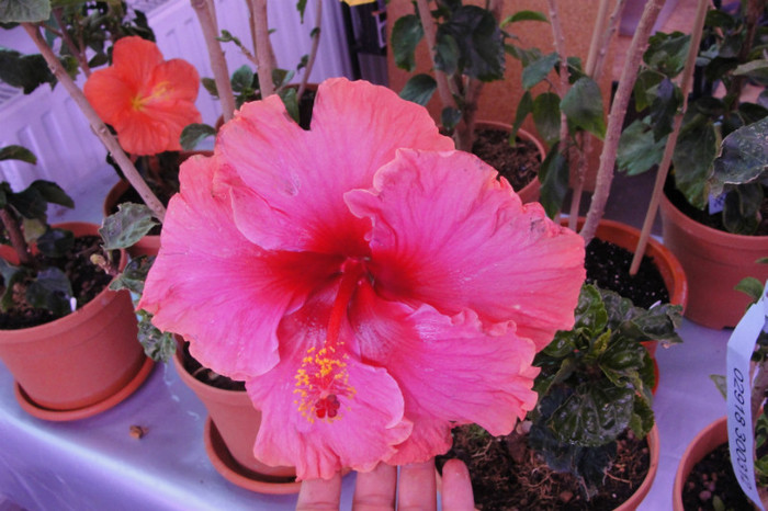 no name - B-hibiscus-2012 2