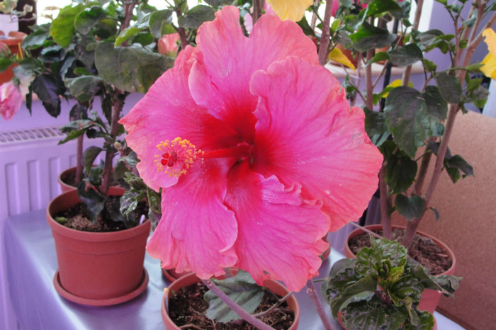  - B-hibiscus-2012 2