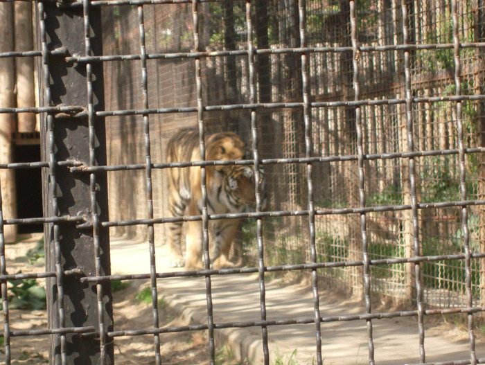 Fotografii 099 - La zoo 01_05_2012