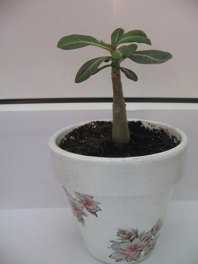 02.06.2012 - adenium