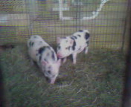 SP_A1335 - american pigs porc de miniatura